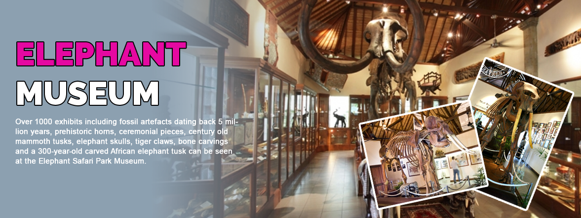 bali-elephant-museum